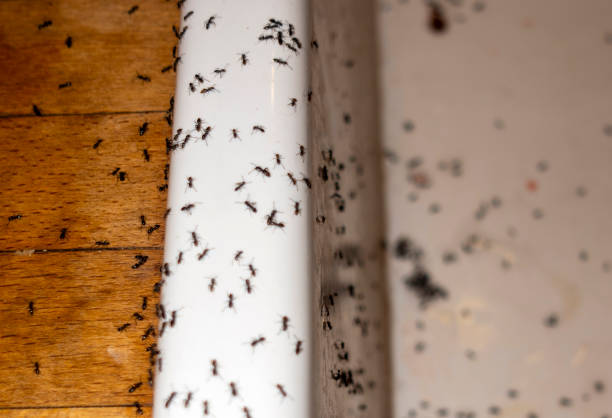 Best Best Pest Control Companies  in Hernando, FL