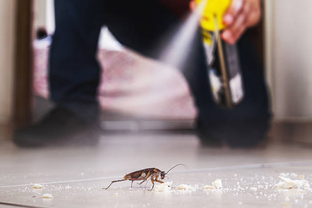 Spider Control Near Me in Hernando, FL