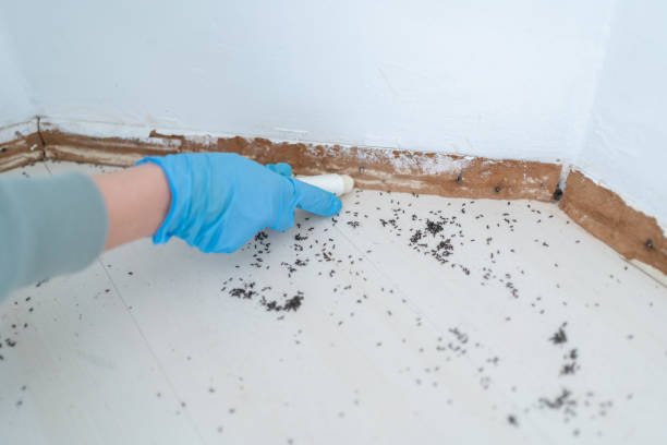 Best Local Pest Control Services  in Hernando, FL